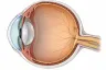 Globul ocular în secțiune: corneea, irisul, cristalinul, corpul vitros, retina și nervul optic.